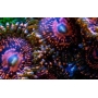 coral zoanthus dart maul premium 30 bocas