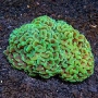 coral hammer branch yellow stem green tip 06 bocas