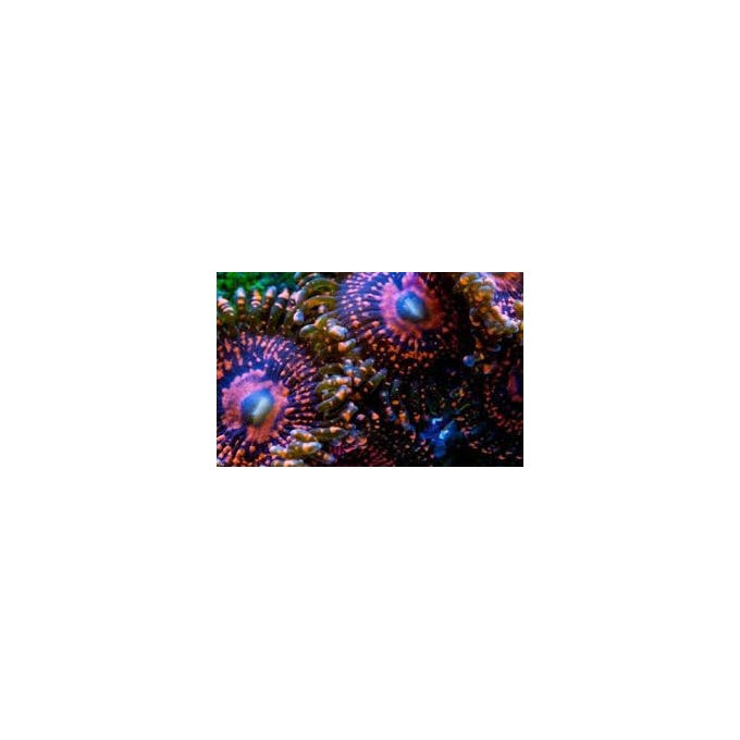 coral zoanthus dart maul premium pq