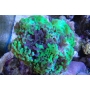 CORAL HAMMER TOXIC 01 BOCA