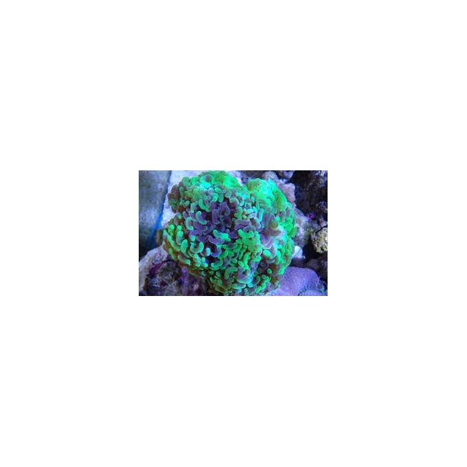 CORAL HAMMER TOXIC 01 BOCA