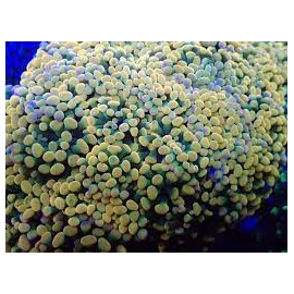 CORAL HAMMER GOLD COLONIA 
