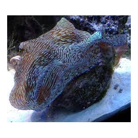 tridacna derasa 6-7cm