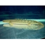 polypterus lapradei