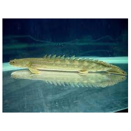 polypterus lapradei
