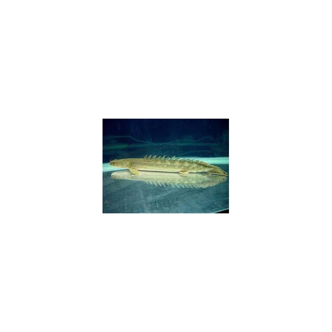 polypterus lapradei