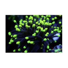 coral torch black tips colonia
