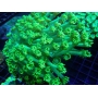 coral goniopora green long polyps colonia md