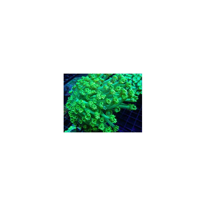coral goniopora green long polyps colonia md