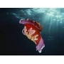 LESMA DO MAR SPANICH DANCER
