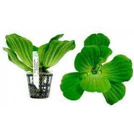 planta n pistia stratiotes tk