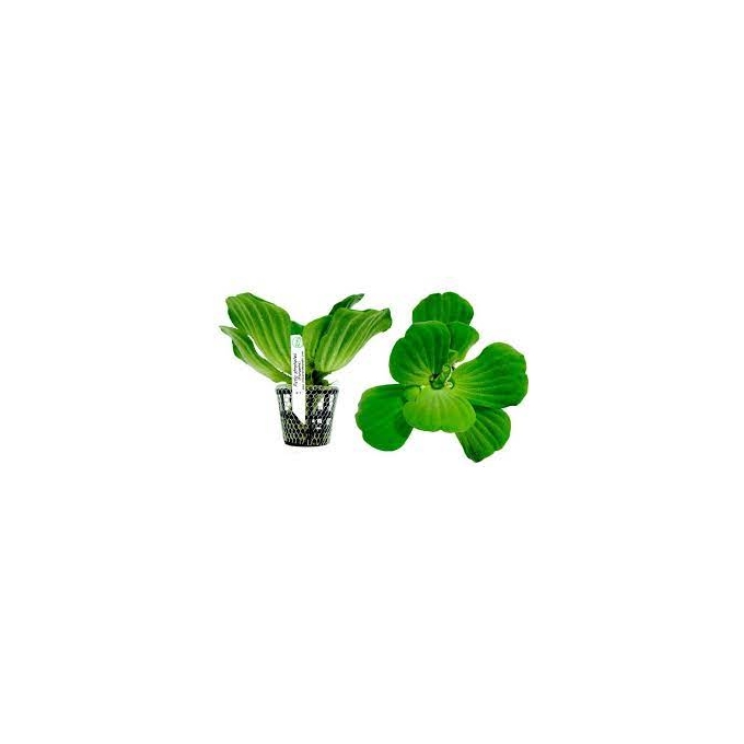 planta n pistia stratiotes tk