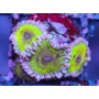 coral zoanthus chiquita pq