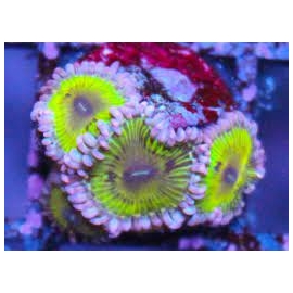 coral zoanthus chiquita 01 boca