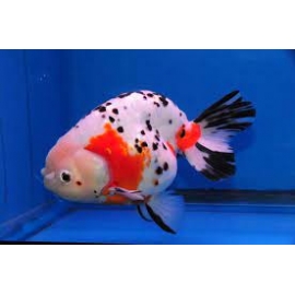 kinguio ranchu calico pq