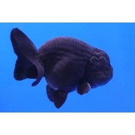 kinguio ranchu negro gr