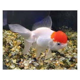 KINGUIO RED CAP GR 