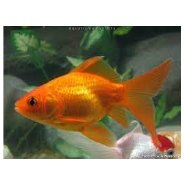 kinguio red gr