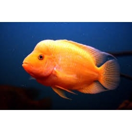 Cichlasoma Citrinellum peq