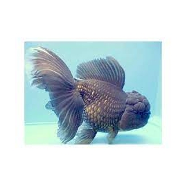 KINGUIO ORANDA NEGRO MD