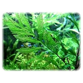 planta n bolbites muda