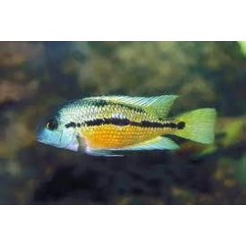 Cichlasoma nicaraguensis