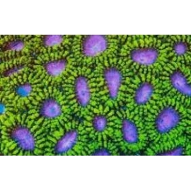 CORAL FAVIA RAPTORS PEACE