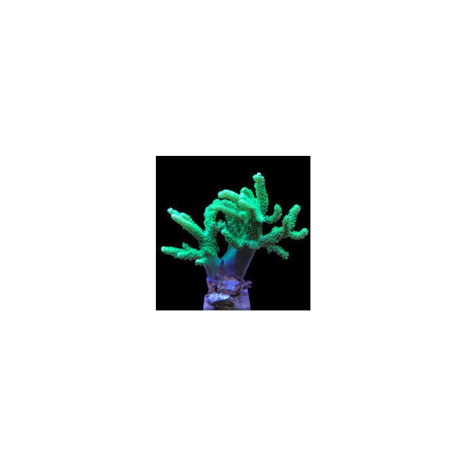 CORAL LEATHER FINGER ELETRIC GREEN 