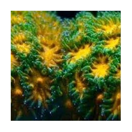 CORAL LEPTASTREA JOHN DEERE