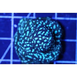 CORAL LEPTOSERIS FRANKENSTEIN AZUL