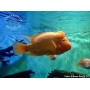 cichlasoma citrinellum macho mtz