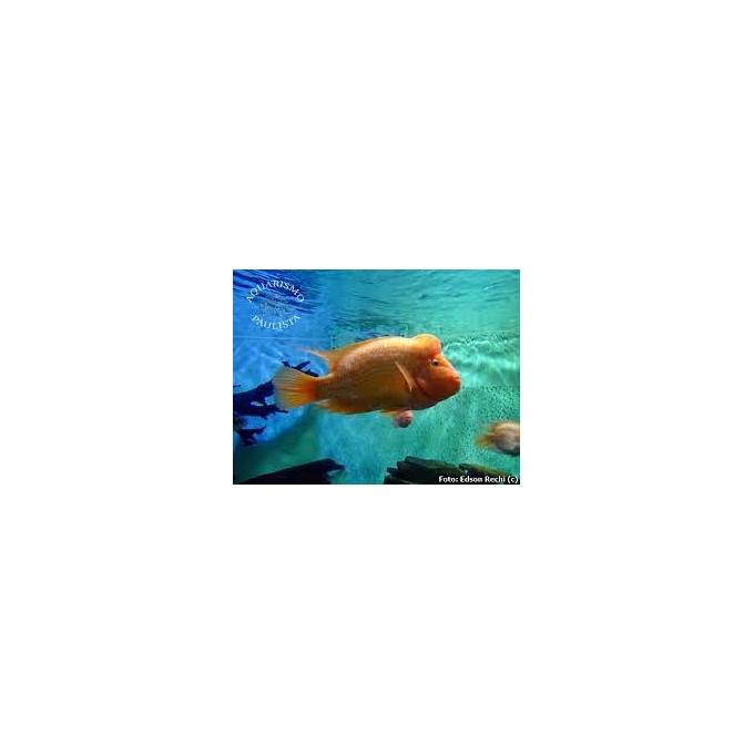 cichlasoma citrinellum macho mtz