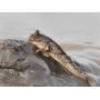 mudskipper barbarus gr