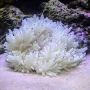 anemona sebae purple tips md