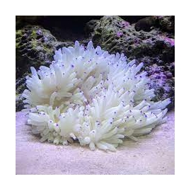 anemona sebae purple tips md