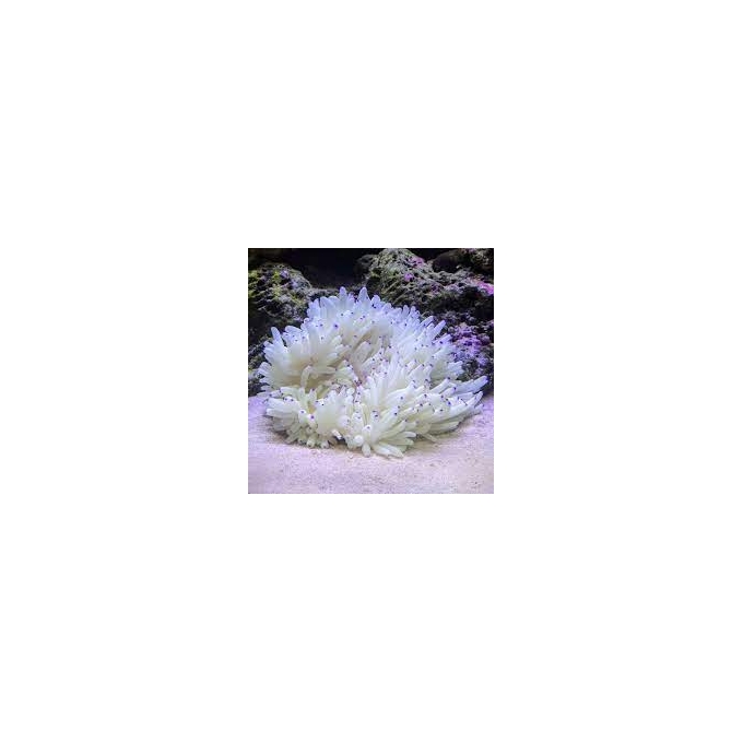 anemona sebae purple tips md