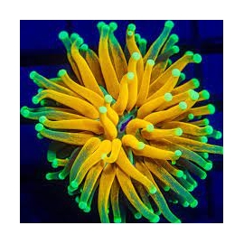 coral torch tiger 01 boca