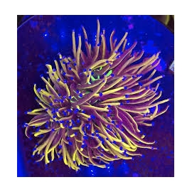 CORAL TORCH NEW YORK KNICKS 02 BOCAS