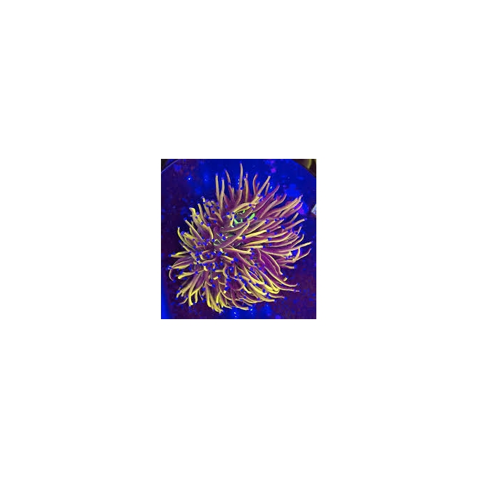 CORAL TORCH NEW YORK KNICKS 02 BOCAS