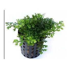 planta n bolbitis baby leaf tk