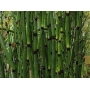 planta n equisetum hyemale (cavalinha) tk