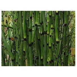planta n equisetum hyemale (cavalinha) tk