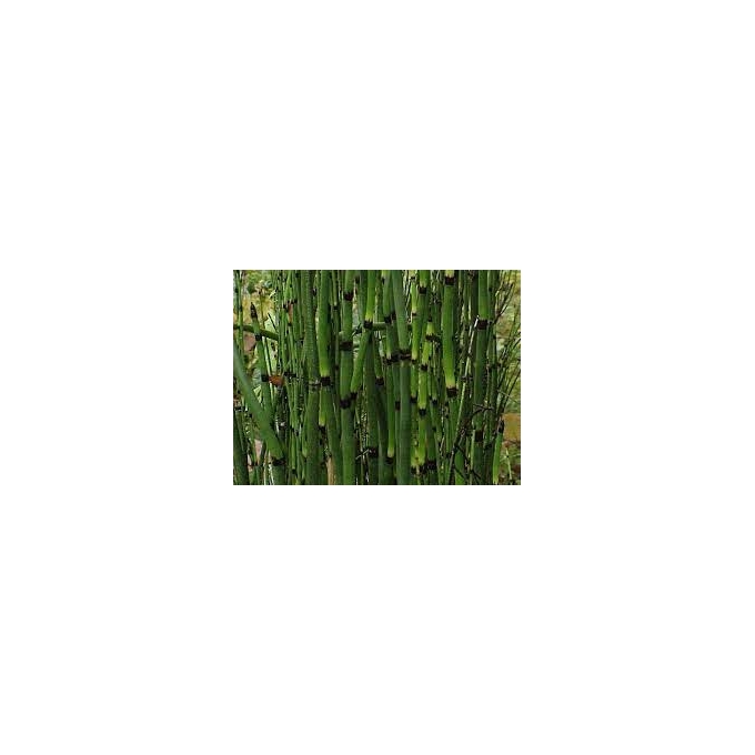 planta n equisetum hyemale (cavalinha) tk