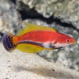WRASSE WHIP FIN