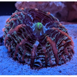 CORAL INDOPHYLLIA