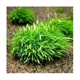 planta n utricularia graminifolia tk