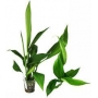 planta n scindapsus sp tk
