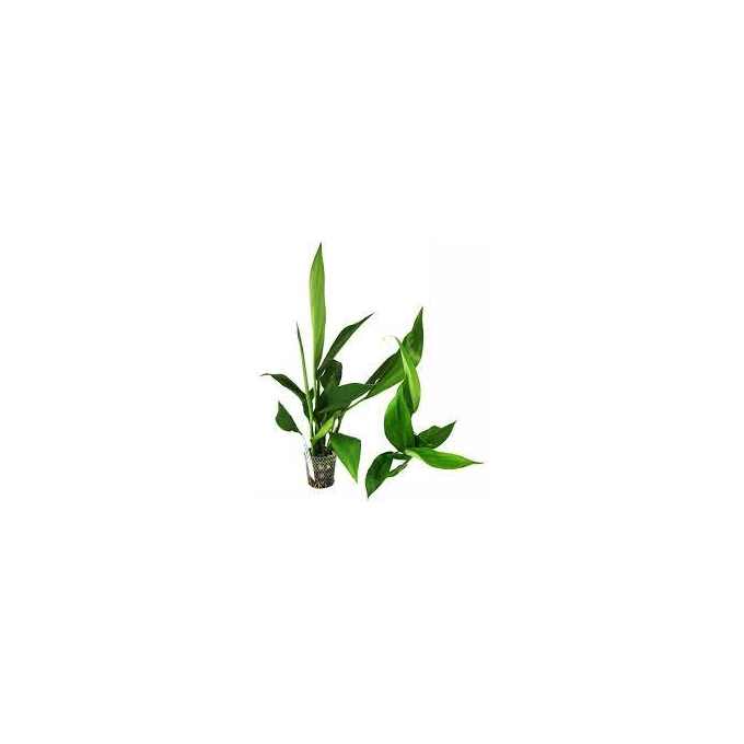 planta n scindapsus sp tk