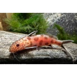 synodontis petricola gold pq