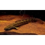 polypterus ansorgii 15cm